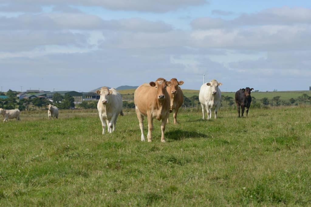 앤스투루더 Knightsward Farm Near St Andrews, Scotland 빌라 외부 사진